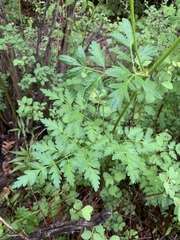 Ligusticum