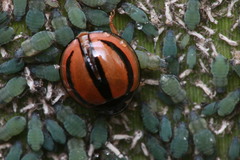 Cheilomenes propinqua