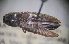 Cardiophorus convexus