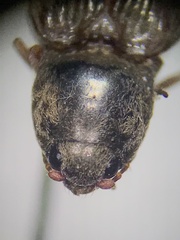 Cardiophorus convexus