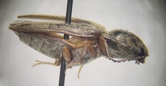 Cardiophorus convexus