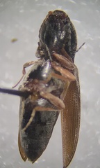 Cardiophorus convexus