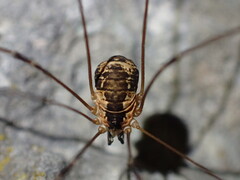 Leiobunum limbatum