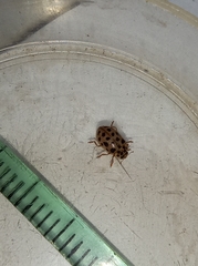 Anisosticta novemdecimpunctata