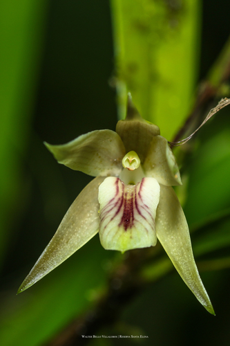 Scaphyglottis sessiliflora