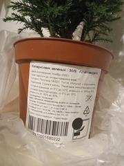 Anisosticta novemdecimpunctata