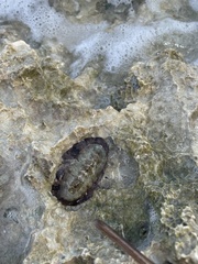 Acanthopleura granulata