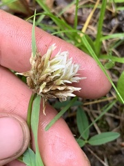 Trifolium longipes