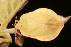 Natalicola pallida