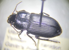 Anisodactylini