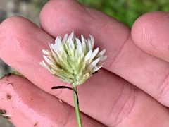 Trifolium longipes