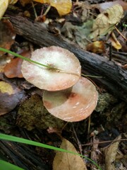 Agaricus leptocaulis