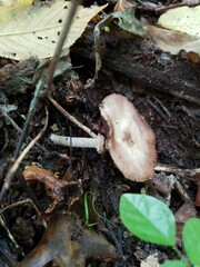 Agaricus leptocaulis