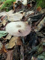 Agaricus leptocaulis