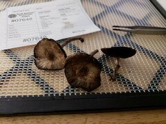 Agaricus leptocaulis