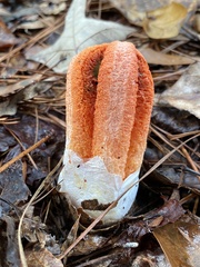 Clathrus columnatus
