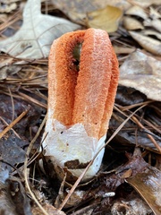Clathrus columnatus