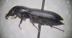 Anisodactylini