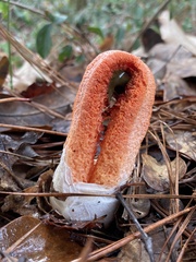 Clathrus columnatus