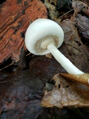 Agaricus leptocaulis