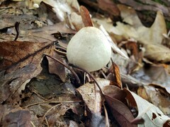 Agaricus leptocaulis