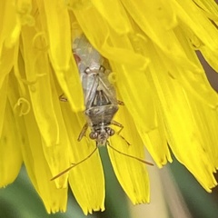Liorhyssus