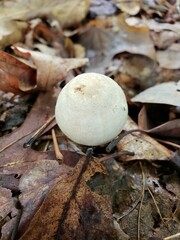 Agaricus leptocaulis