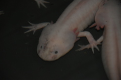 Ambystoma mexicanum