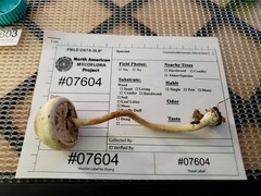 Agaricus leptocaulis