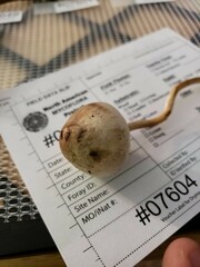 Agaricus leptocaulis