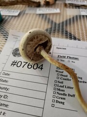 Agaricus leptocaulis