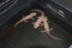 Ambystoma mexicanum