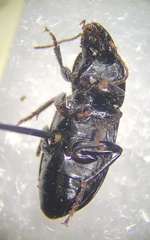 Anisodactylini