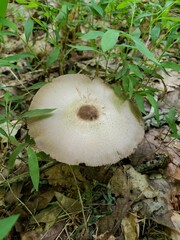 Agaricus leptocaulis