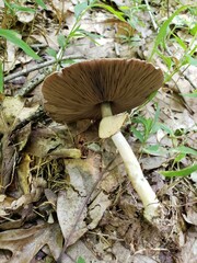 Agaricus leptocaulis