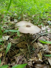 Agaricus leptocaulis