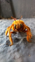 Neoxylocopa