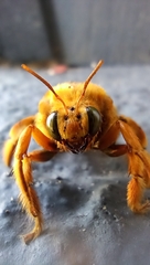 Neoxylocopa