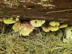 Pseudomerulius curtisii