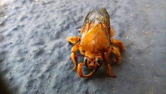 Neoxylocopa