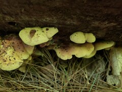 Pseudomerulius curtisii