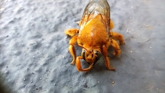 Neoxylocopa