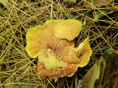 Pseudomerulius curtisii