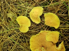 Pseudomerulius curtisii