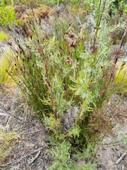Thamnochortus glaber