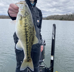 Micropterus henshalli