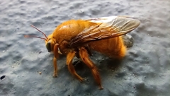 Neoxylocopa