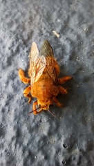 Neoxylocopa