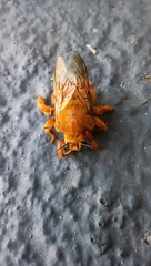 Neoxylocopa