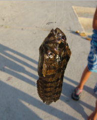 Parablennius gattorugine